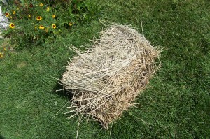 Hay for the Chickens!