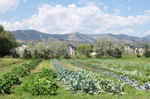 happy-heart-farm