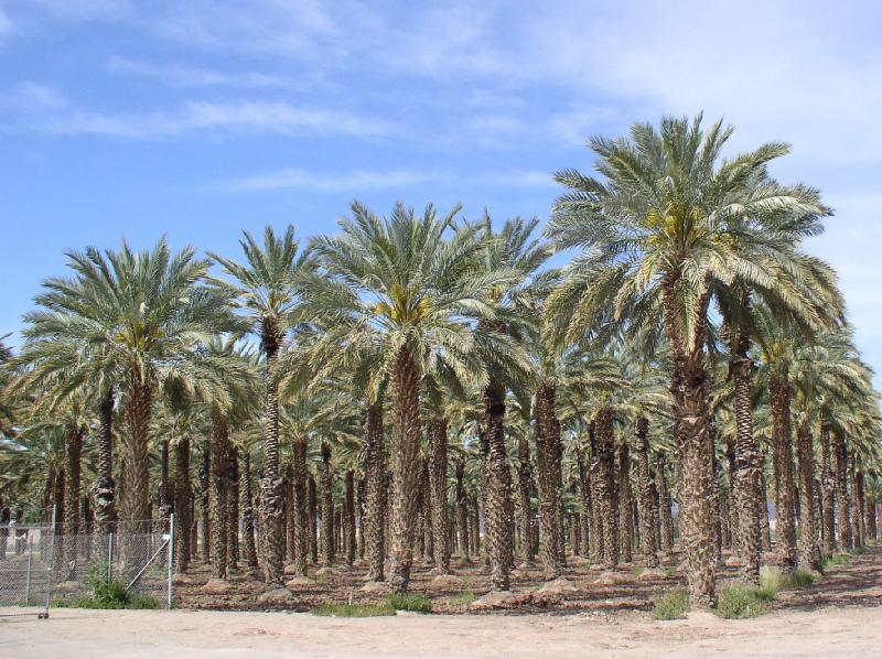 dates palm. It is a very tall palm that