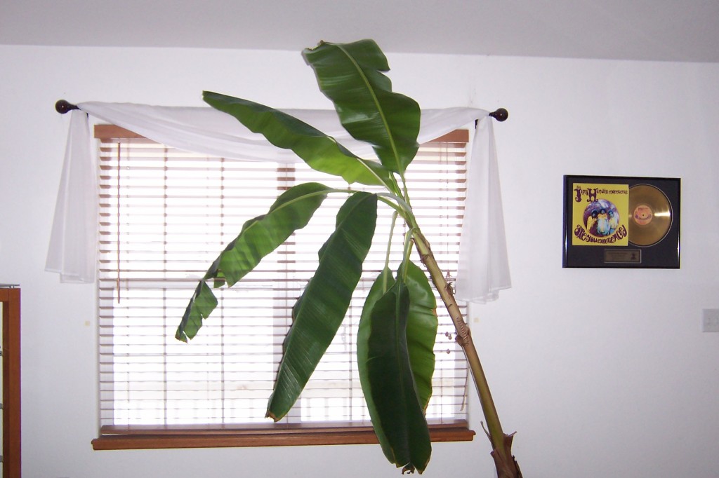 Banana Tree in Living Room