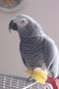 Josh the African Grey Parrot