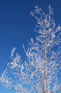 Frosty tree against a blue sky