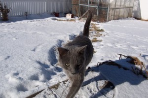 Kitty Walking up the Path