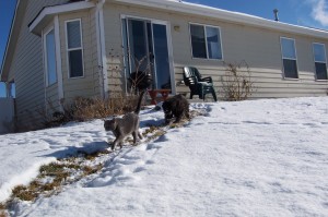 Schnoodle and Kitty in Greeley