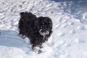 Schnoodle in the snow