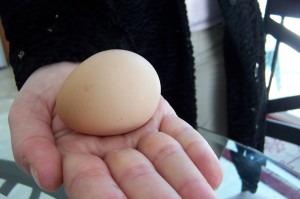 Brown Egg