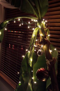 Christmas Lights on Banana Tree