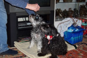 Nikki and Schnoodle