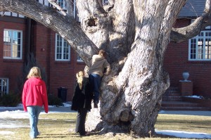 Tree at UNC