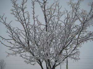 icy tree in Greeley