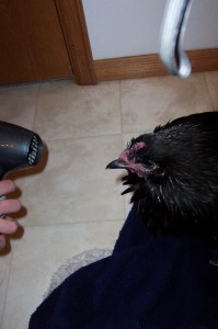 Blow drying the chicken