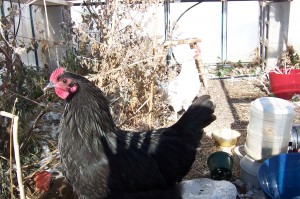 Black and white chickens