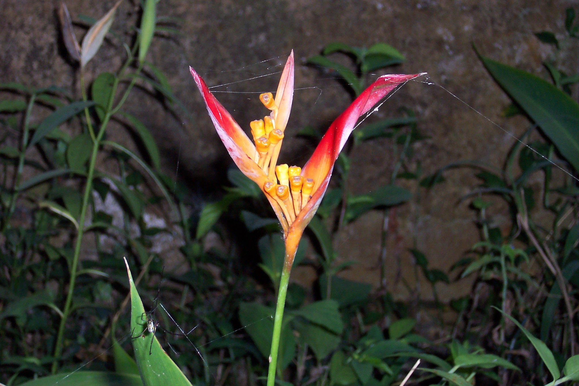 Bird of Paradise and spider Bird of Paradise and spider