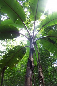 banana-tree