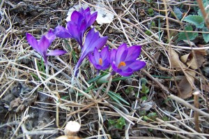 crocus