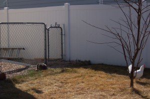 fence-cat-and-chicken