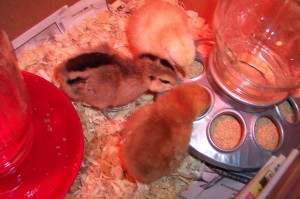 Baby chicks eating 