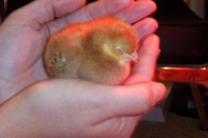 Sleepy chick in hand