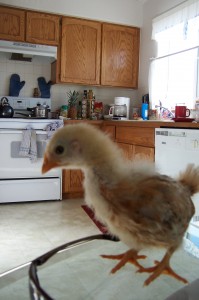 Chick in Kitchen