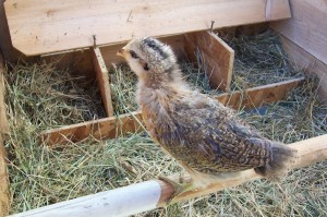 Chick in Coop on roost