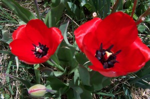 Two tulips