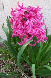 Hyacinth