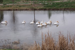 Pelicans in lake