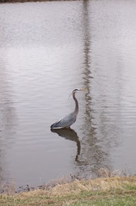 Heron in lake in Greeley