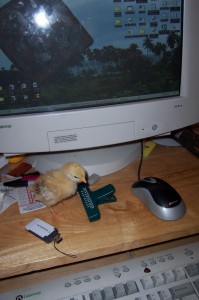 chick-at-computer1