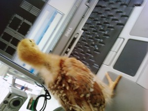 computer-chick