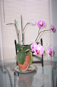 orchids-in-bloom-on-table