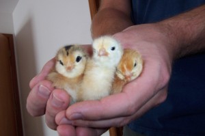 three-little-chicks