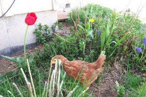 An Exploring Chick