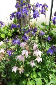 Columbine in Greenhouse