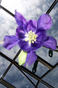 Looking up at a columbine