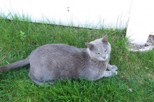 Kitty in the yard