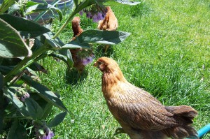 Pullets in the yard