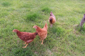chickens-in-yard