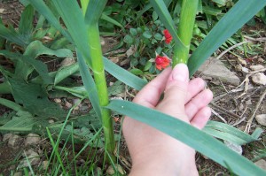 garlic-as-thick-as-my-thumb