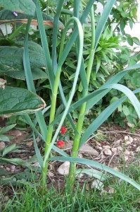 garlic-scape-in-garden