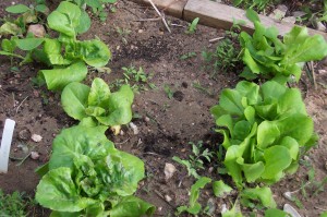 lettuce-in-the-garden