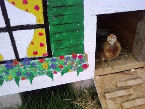 Chicken Coop