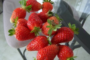 strawberries-from-garden