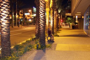 Palm Trees in the Desert