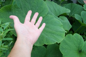 Huge Plant with Hand for scale