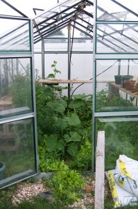 Greenhouse jungle