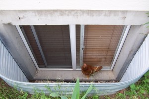 Chicken in Window Well