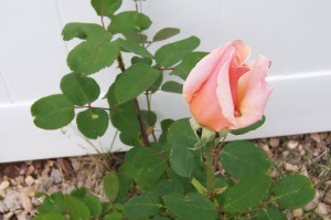 Peach Rose