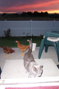 Kitty and Chickens