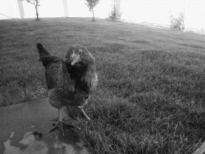 chicken-bw